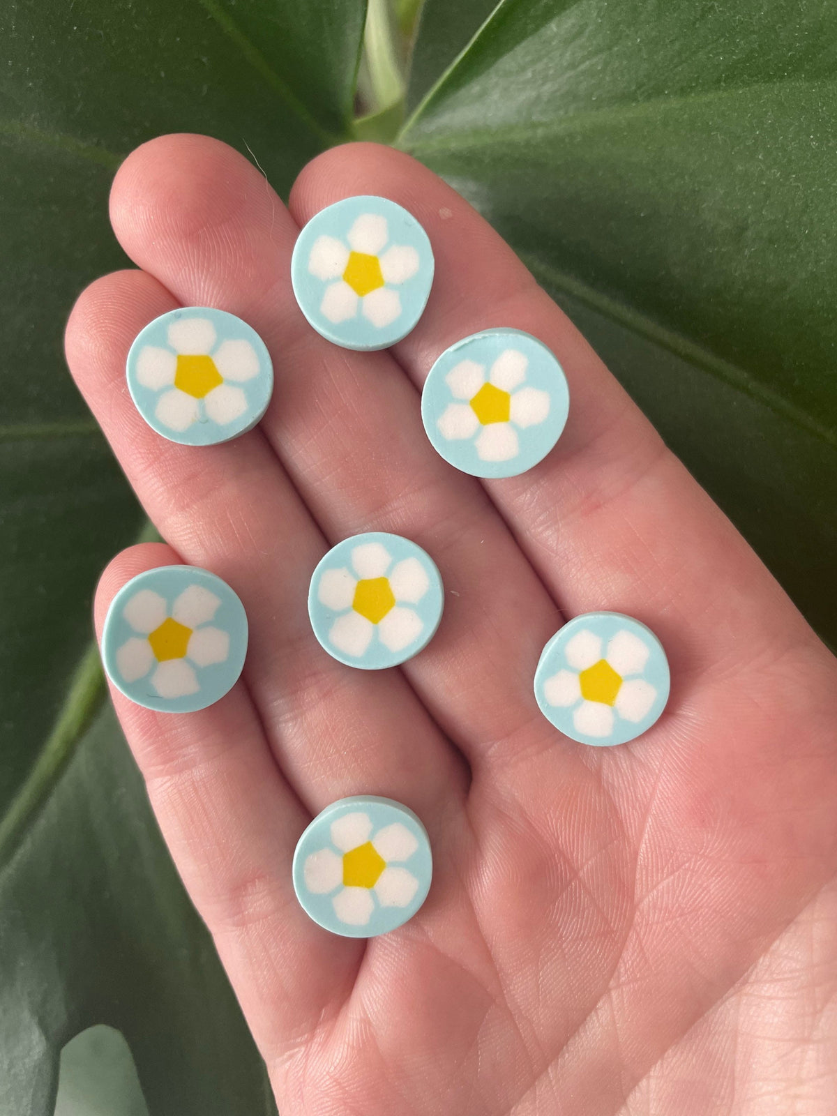 Blue Daisies