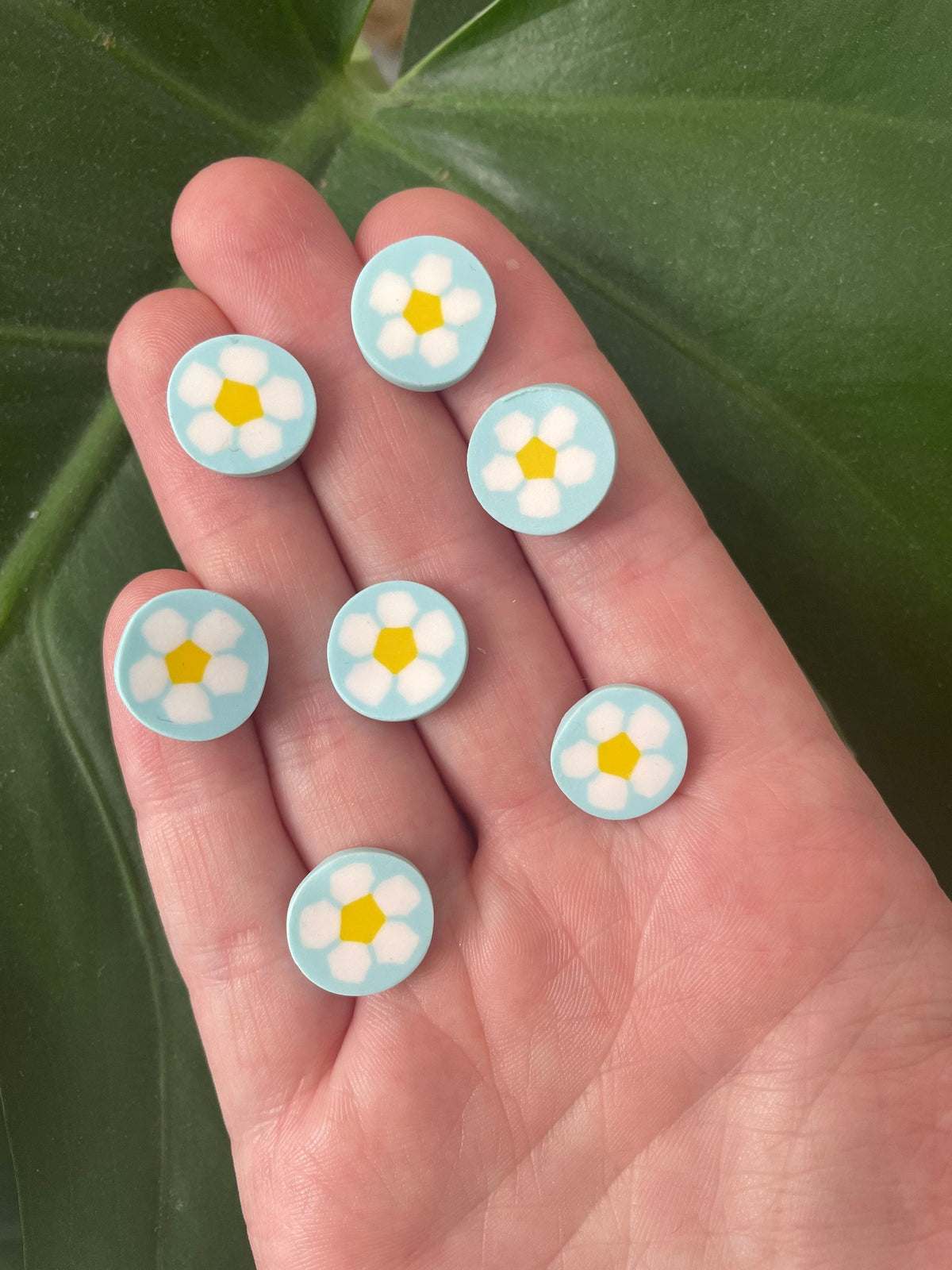 Blue Daisies
